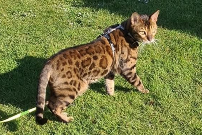 Disappearance alert Cat  Male , 9 years Mons Belgium