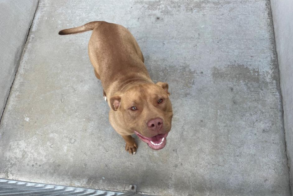 Discovery alert Dog miscegenation Male , 1 year Chapet France