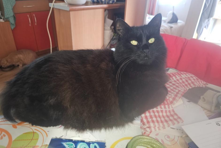Disappearance alert Cat miscegenation Female , 21 years Arraute-Charritte France