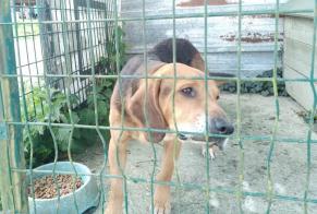 Discovery alert Dog miscegenation Male Briouze France