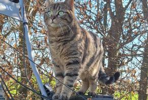 Disappearance alert Cat Female , 2 years Chaumont-Gistoux Belgium