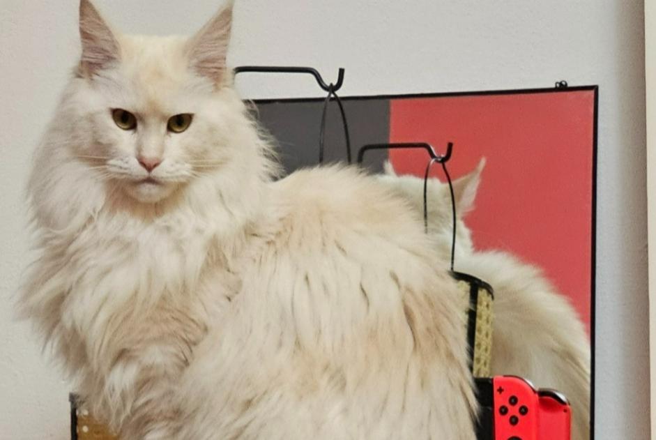 Disappearance alert Cat  Female , 2 years Theux Belgium