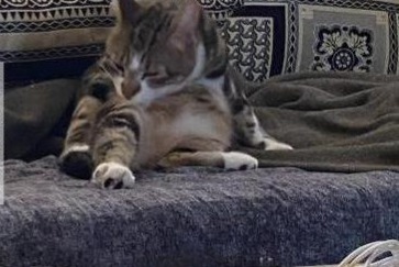 Disappearance alert Cat Male , 3 years Trélazé France
