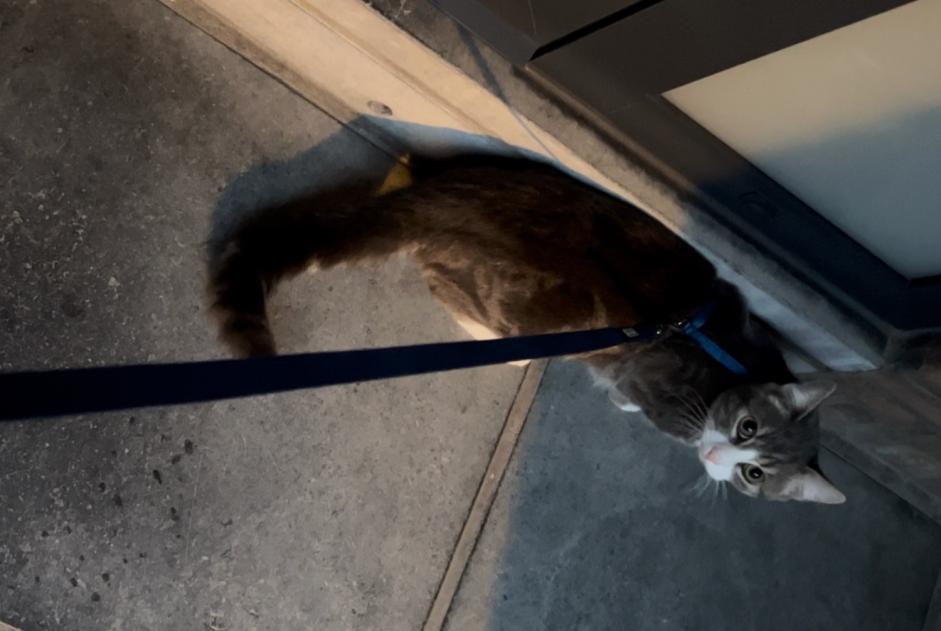 Disappearance alert Cat Male , 1 years Anderlecht Belgium