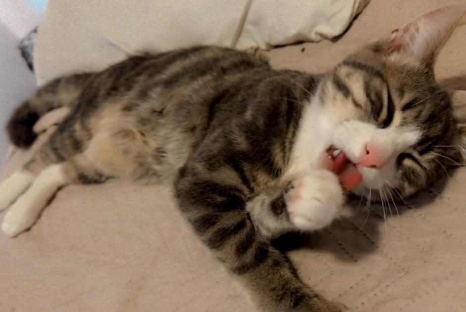 Disappearance alert Cat Male , 1 years Anderlecht Belgium