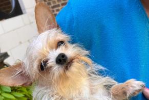 Discovery alert Dog  Male Jodoigne Belgium