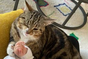 Disappearance alert Cat  Female , 41 years Aire-sur-l'Adour France