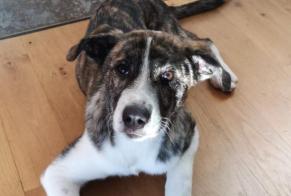 Disappearance alert Dog miscegenation Female , 3 years Caylus France