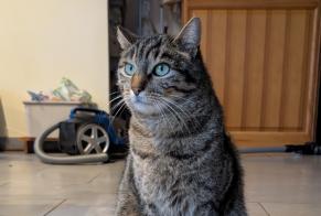 Disappearance alert Cat  Male , 8 years Les Clayes-sous-Bois France