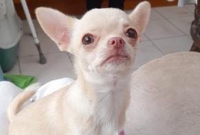 Disappearance alert Dog  Female , 1 years Comines-Warneton Belgium