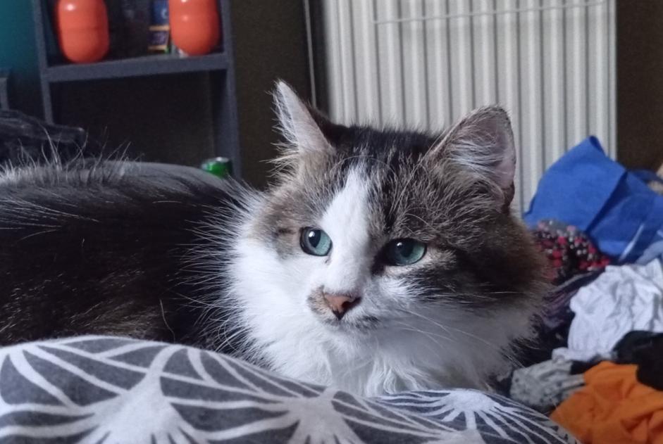 Disappearance alert Cat Male , 8 years Flémalle Belgium