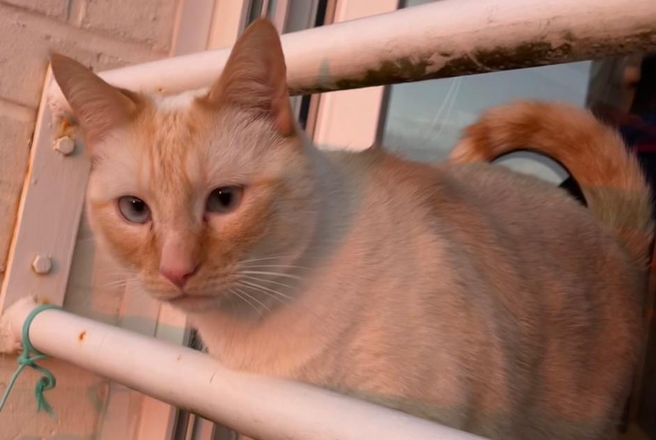 Disappearance alert Cat miscegenation Male , 3 years Thaon France