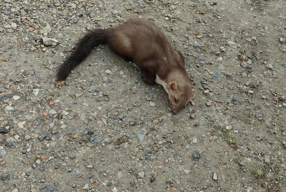 Discovery alert Other Furet Unknown Méru France