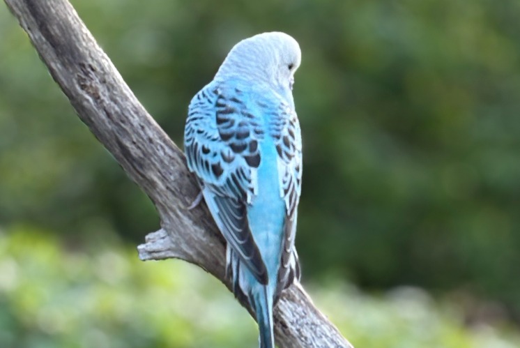 Discovery alert Bird Unknown Esneux Belgium