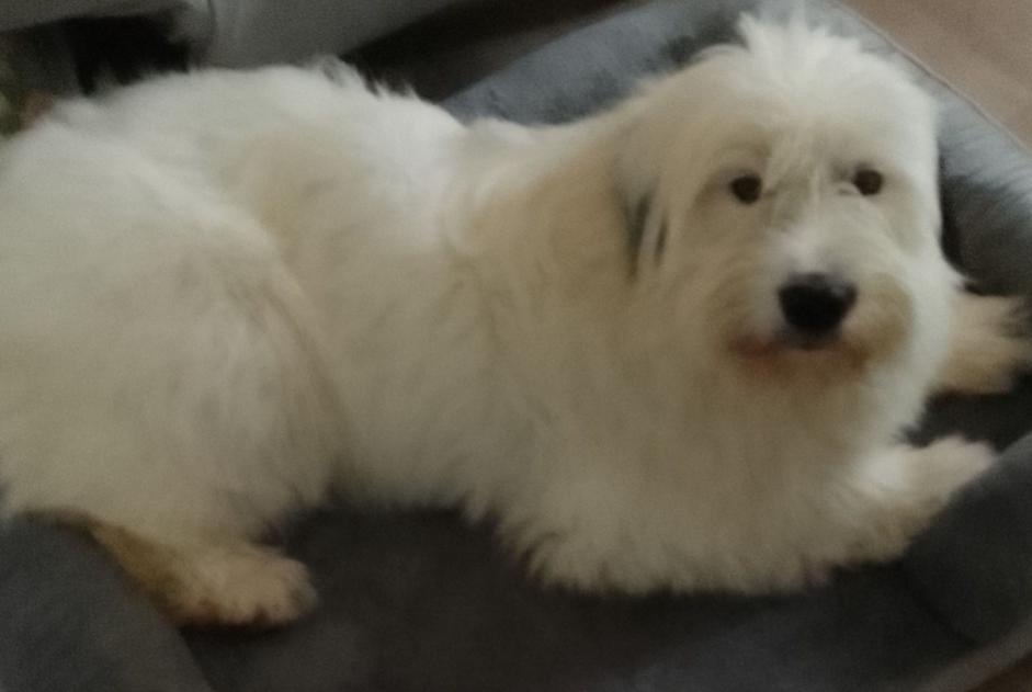 Disappearance alert Dog  Female , 2 years Saint-Quentin-Fallavier France
