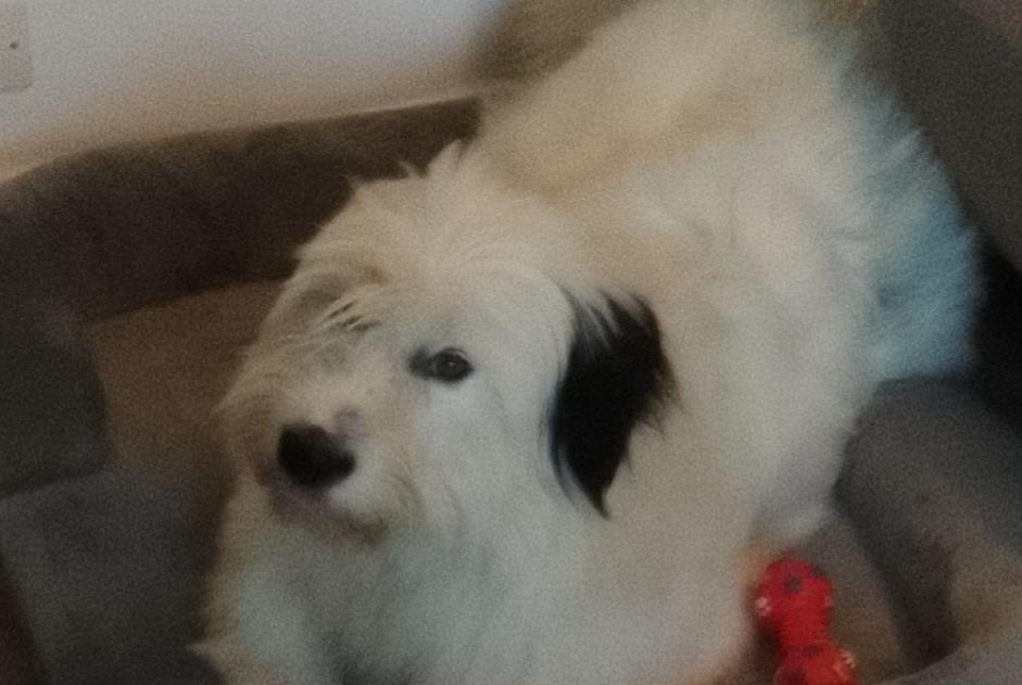 Disappearance alert Dog  Female , 2 years Saint-Quentin-Fallavier France
