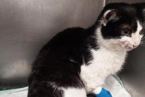 Discovery alert Cat Female Labarthe-Rivière France
