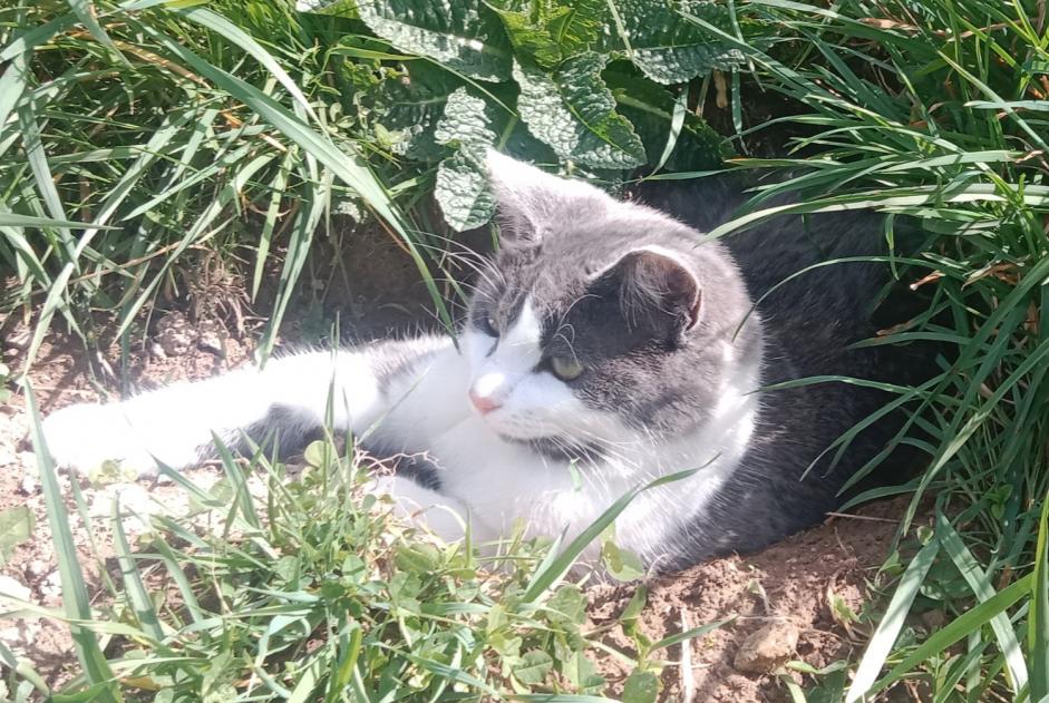 Disappearance alert Cat Male , 2 years Lamure-sur-Azergues France