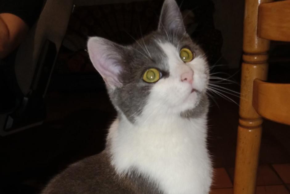 Disappearance alert Cat Male , 2 years Lamure-sur-Azergues France