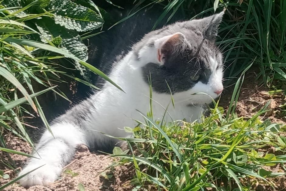 Disappearance alert Cat Male , 2 years Lamure-sur-Azergues France
