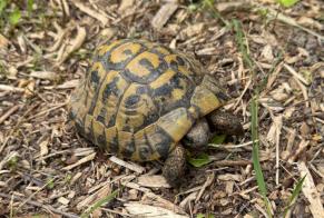 Discovery alert Tortoise Unknown Voisins-le-Bretonneux France
