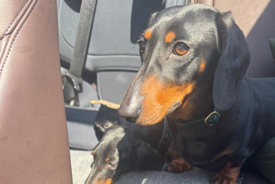 Disappearance alert Dog  Female , 3 years Robion France