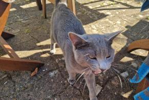 Discovery alert Cat Male , 1 year Plobannalec-Lesconil France