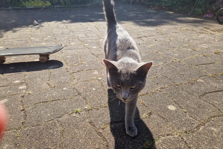 Discovery alert Cat Male , 1 year Plobannalec-Lesconil France