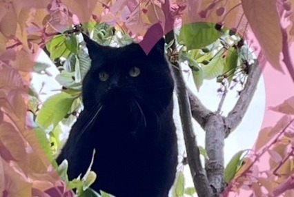 Disappearance alert Cat Male , 15 years Saint-Louis France