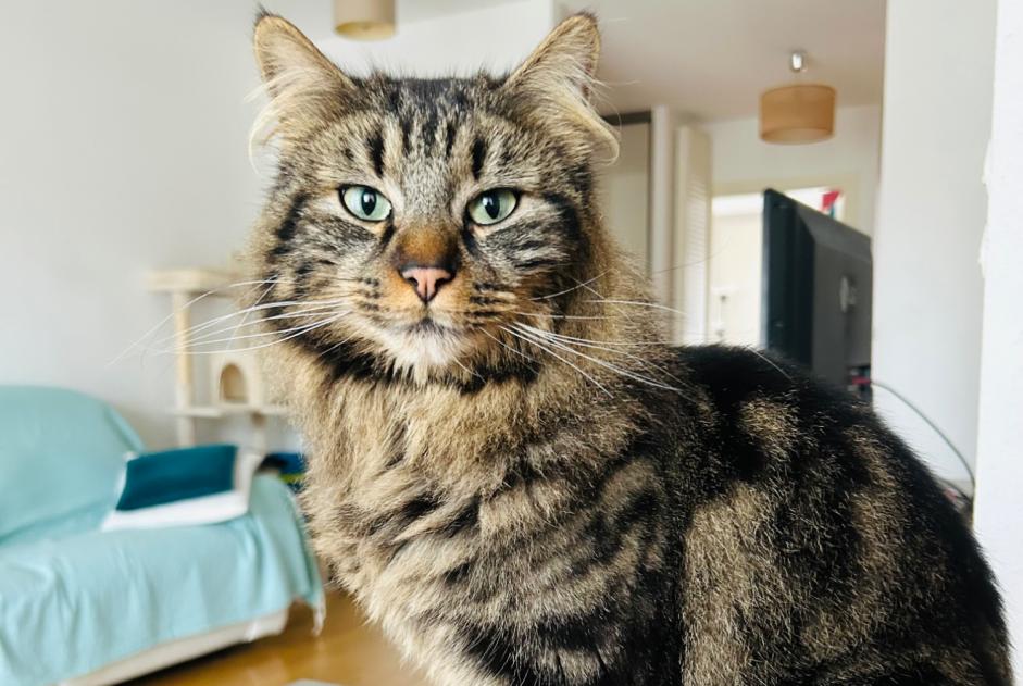 Disappearance alert Cat  Male , 3 years Ingersheim France