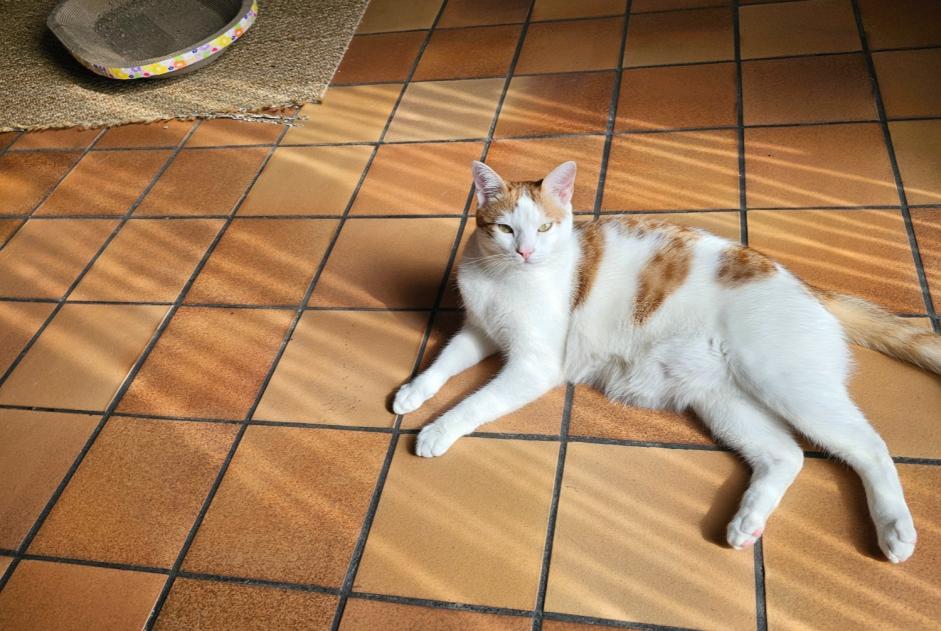 Disappearance alert Cat Male , 2 years Cruseilles France