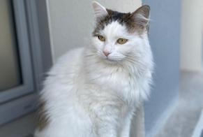 Disappearance alert Cat Female , 3 years Toulouse France