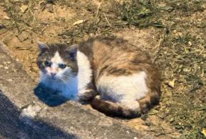 Discovery alert Cat Unknown , 5 years Fareins France
