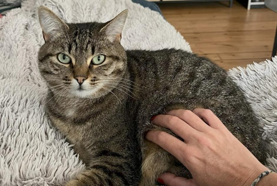Disappearance alert Cat  Female , 5 years Gradignan France