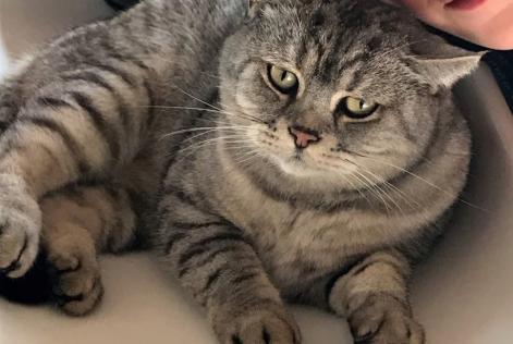 Alerta de Desaparición Gato  Macho , 11 años Floing Francia