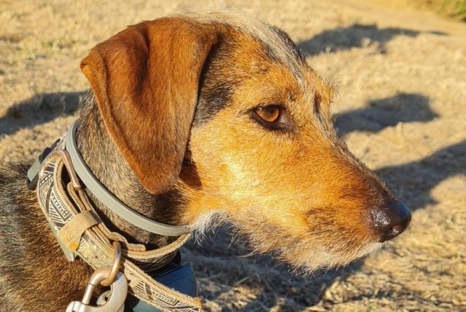 Alerta de Desaparición Perro cruce Hembra , 7 años Stotzheim Francia