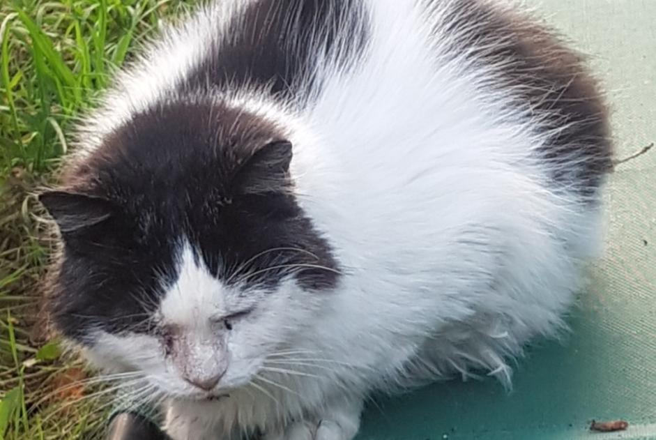 Alerta de Desaparición Gato cruce Macho , 9 años Tubize Bélgica