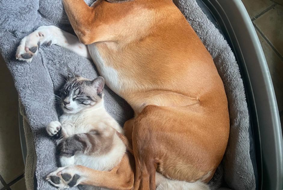 Alerta de Desaparición Gato cruce Macho , 1 años Mériel Francia