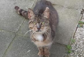 Alerta de Hallazgo Gato cruce Desconocido La Louvière Bélgica