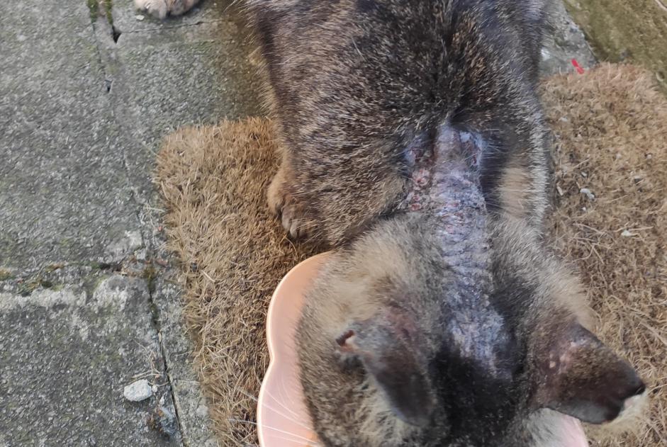 Alerta de Hallazgo Gato cruce Desconocido La Louvière Bélgica