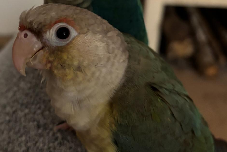 Alerta de Desaparición Pájaro Hembra , 2025 años Échilleuses Francia