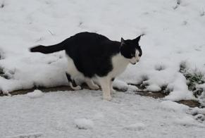 Alerta de Desaparición Gato Macho , 12 años Essises Francia