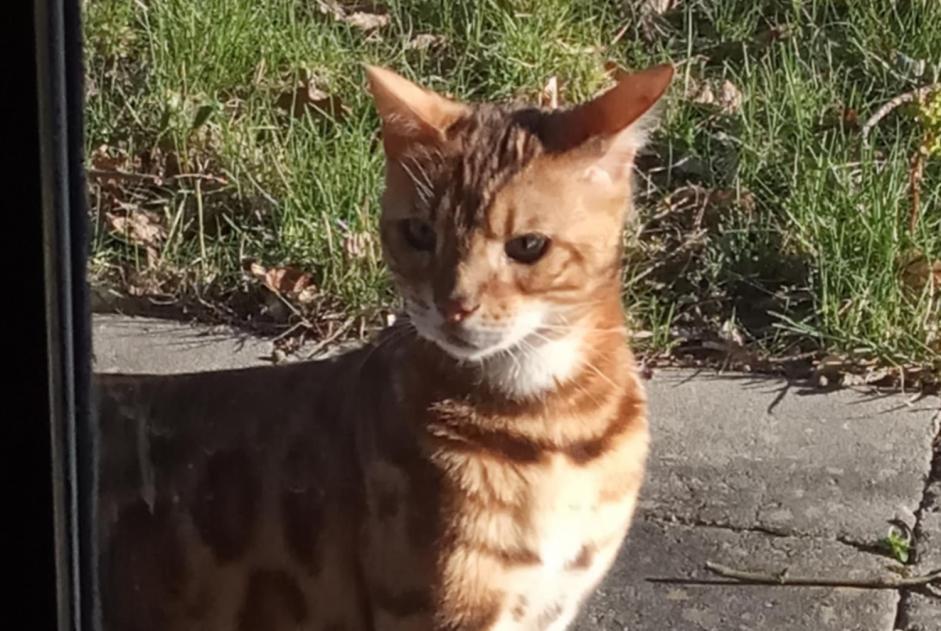 Alerta de Hallazgo Gato  Macho Chaudfontaine Bélgica