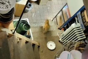 Alerta de Hallazgo Gato Desconocido Orléans Francia