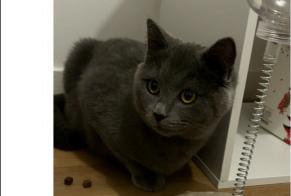 Alerta de Desaparición Gato  Macho , 1 años Argenteuil Francia