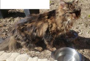 Alerta de Hallazgo Gato cruce Desconocido Entrelacs Francia
