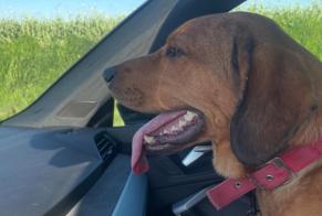 Alerta de Hallazgo Perro Hembra Vendeuil Francia