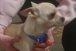 Alerta de Hallazgo Perro  Macho Courcelles Bélgica