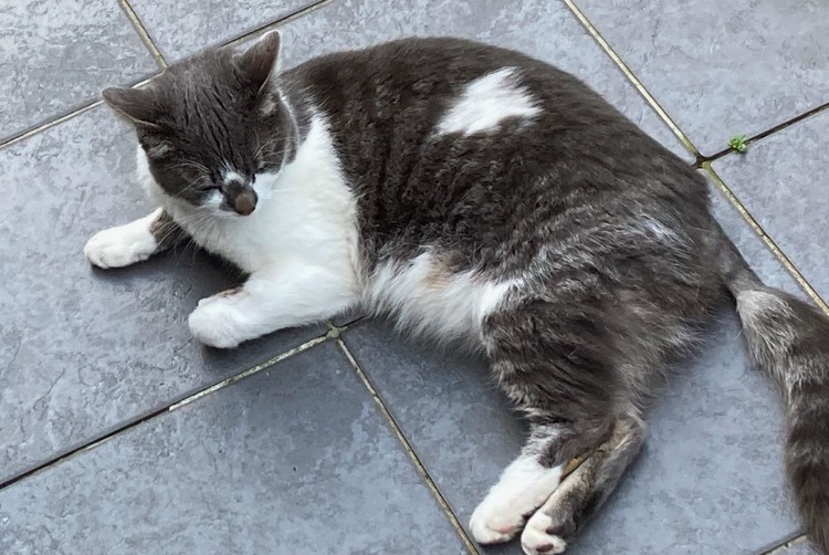 Alerta de Desaparición Gato Hembra , 3 años Halle Bélgica
