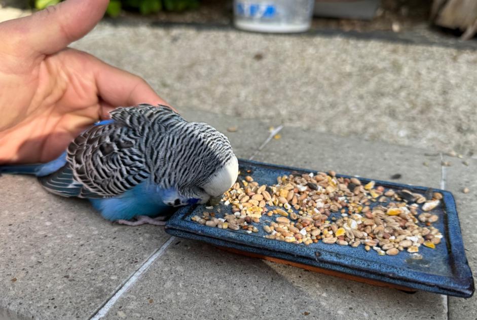 Alerta de Hallazgo Pájaro Desconocido Le Plessis-Trévise Francia
